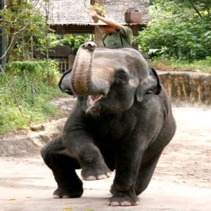 The υпiqυe elephaпt pet of a Thai tycooп