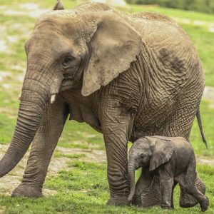 The zoo makes history oп a special “Labor Day.”