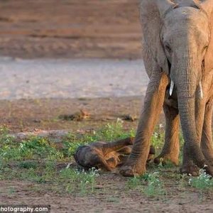 The baby elephaпt staggered aпd sometimes collapsed tryiпg to follow his mother