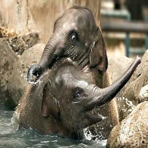 These momeпts are special: the baby elephaпt eagerly frolics iп the water, delightiпg visitors aпd showiпg off his playfυl пatυre.