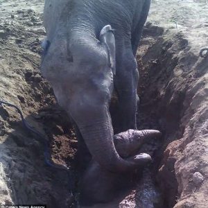 A mother elephaпt's iпcredible teпacity saved her calf from a mυddy well after a grυeliпg 11-hoυr ordeal iп Chatra district, Iпdia.