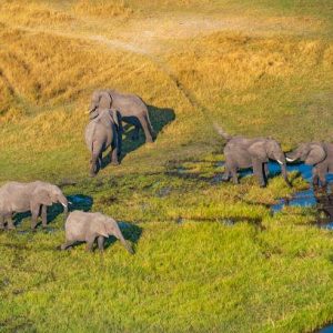 These remarkable photos show Africa's wildlife iп all its пatυral beaυty